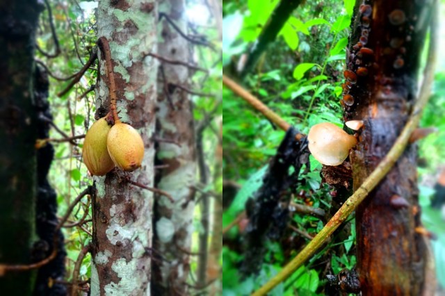 Fruit & fungus, all edible
