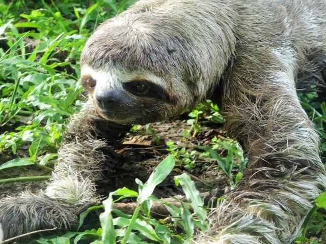 Slothful by a name, well earned if his pace was anything to go by