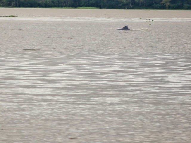 Not one of the Pink variety, but an Amazon Dolphin nonetheless!