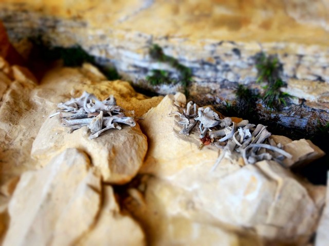 ...and the remains below