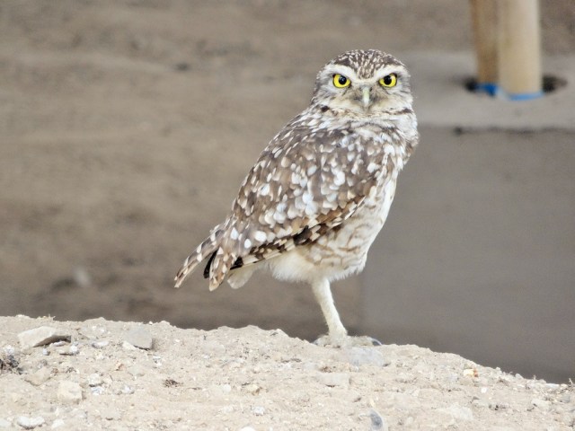 A watchful, possibly wise observer