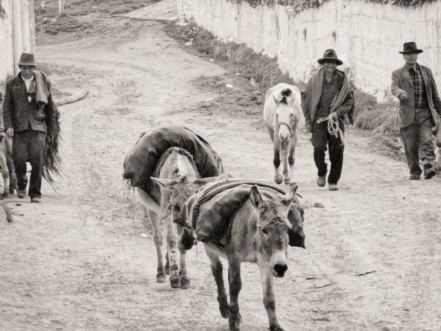 Til the cows (or in this case mules) come home…