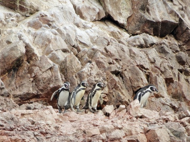 The march of the Humboldt’s