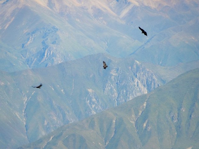 Like classic sports cars, they majestically float above
