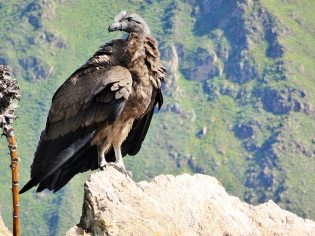 That emblematic South American bird, the Andean Condor