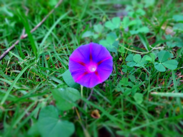 A splash of local colour