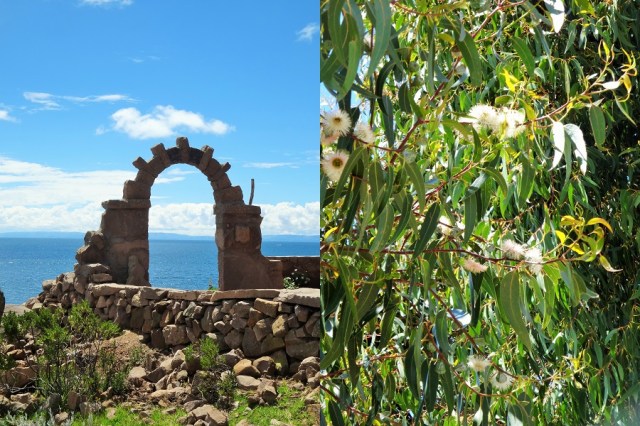 Our beautiful entrance to Isla Taquile (left) & eucalyptus smells (native to Australia, they’re everywhere we’ve been thus far in the Americas) to help fight any homesickness (right)