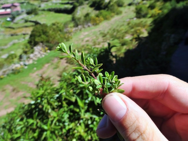 Andean Mint: Goes wonderfully well in (or as) tea