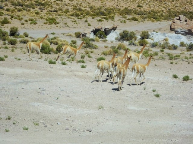 Vicuñas on the run
