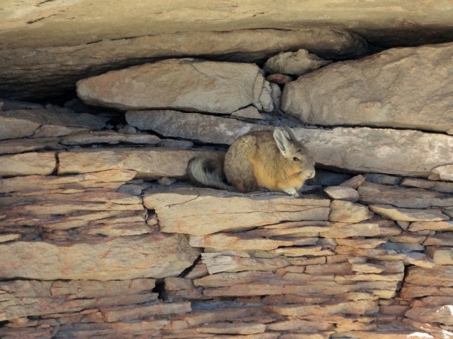 Not as valuable as the Vicuñas, but possibly more delicious… again it’s all about the Hare!