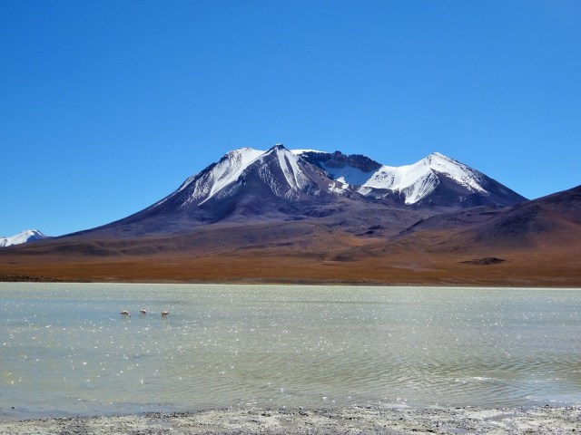 Flamingos make me think of Miami… that snowy mountain however, does not!