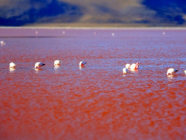 The bright red Laguna Colorado