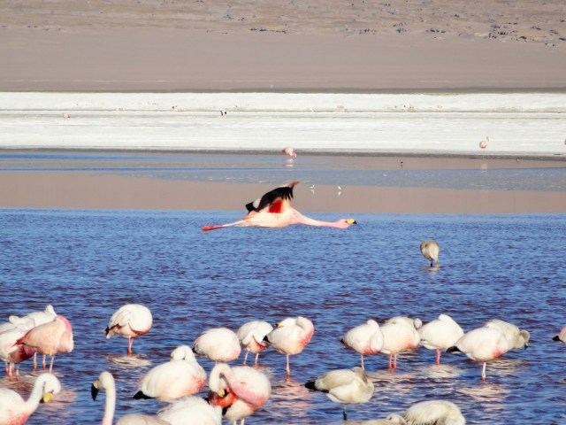 A Flamingo in flight