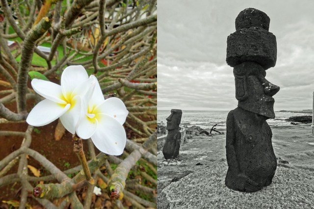 Feeling more tropical with Frangipanni (left) & Face to face with our first Moai (right)