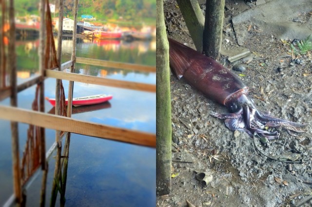 With low tide, we discover what lurks beneath...