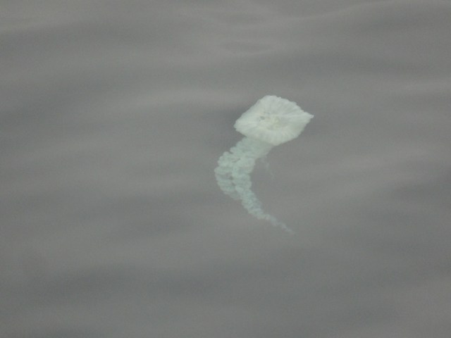 Somewhat other-wordly jellyfish... also disinterested