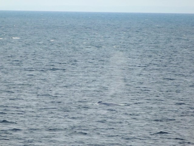 Thar she blows! Our first whale sighting