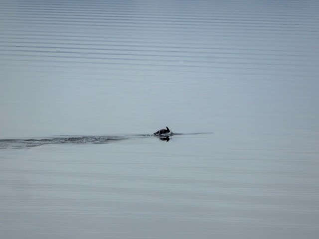 Sea Lions on show as we approach Puerto Eden