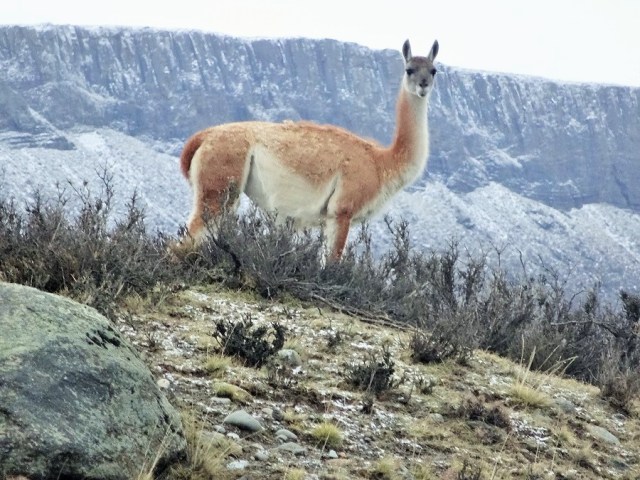 Welcomed to Torres del Paine by this Guanaco (and its herd)