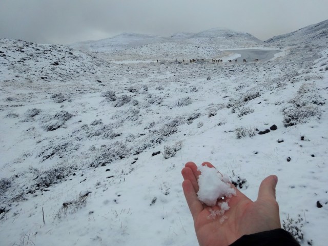 Getting my paws on snow for the first time in 25 years...