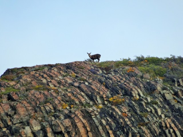 " Doe, a deer, a female deer..."