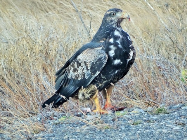 Posing for the crowd on the roadside, complete with carrion stuck to its beak