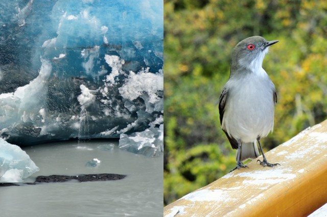 Not so solid ice as this trickle finds its way through (left) & Some company over lunch (right)