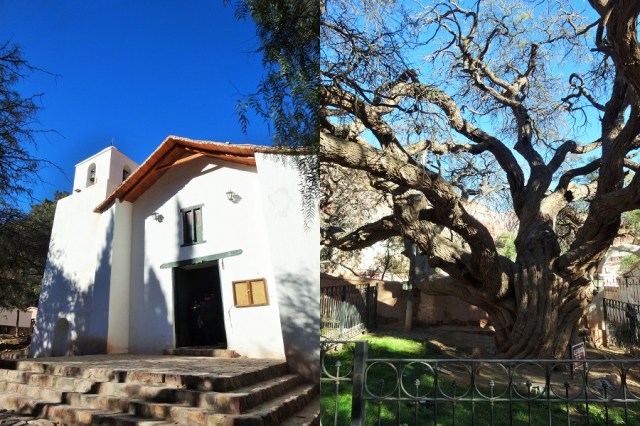 First stop, Purmamarca (left) & Just your run of the mill, 700 year old tree (right)