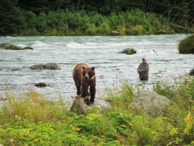 Up close with a Grizzly on the Chilkoot River