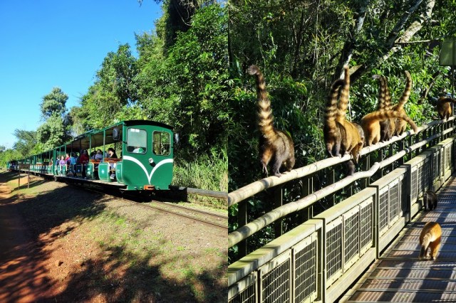 Making our own way by foot (left) & Making way for a troupe of Coayti (or Koati) (right)