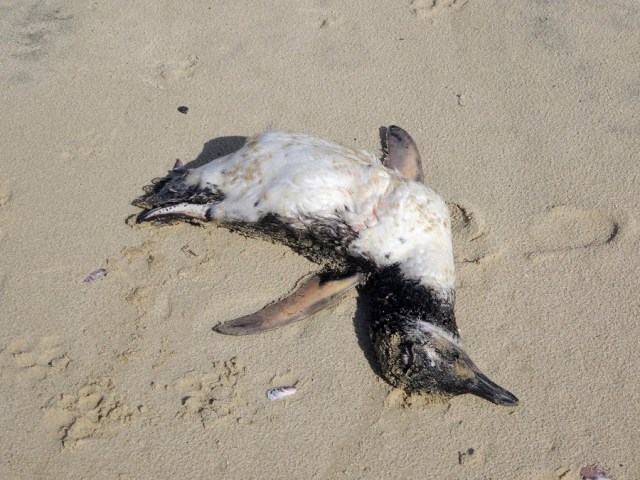 Our first Magellanic Penguins weren’t in such good shape