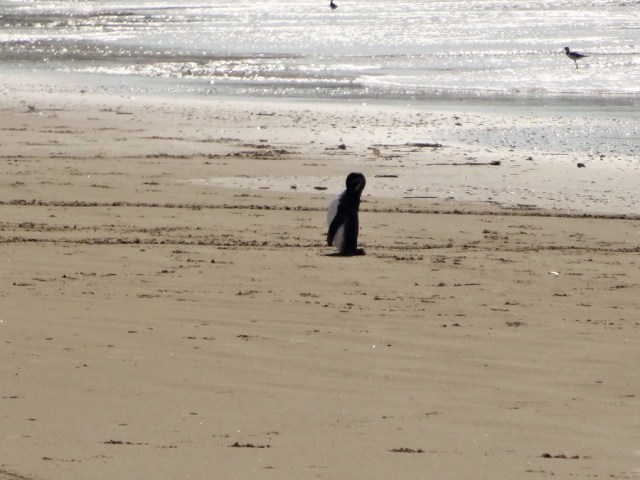 Finally, a beautiful, living, Magellanic Penguin