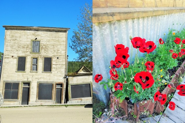 A sign of towns present fortunes (left) & A bright example of the beauty in a Yukon summer (right)