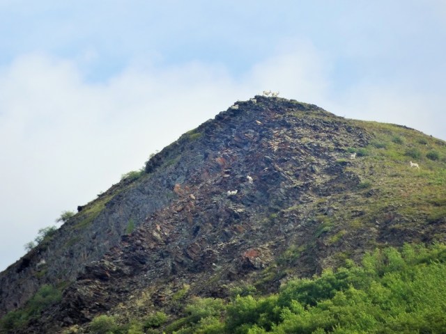 Some local company. Today it's mountain sheep