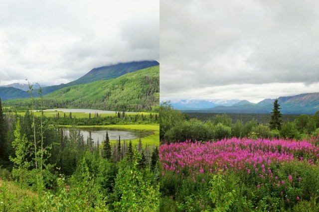 The lovely scenic drive south (left) & Fireweed giving colour to the Yukon (right)