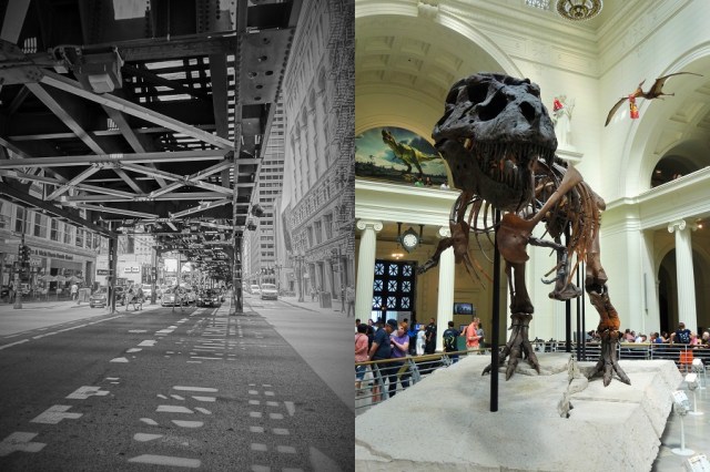 Another Chicago icon (left) & Sue, the worlds most complete T-Rex specimen (right)