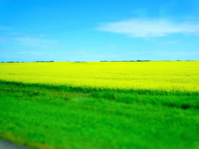 Brightening things up amidst a sea of Canola