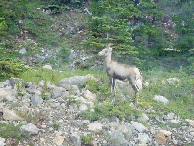 Getting wild with Mountain Sheep