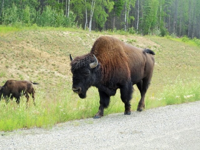 ...or a huge herd of Buffalo