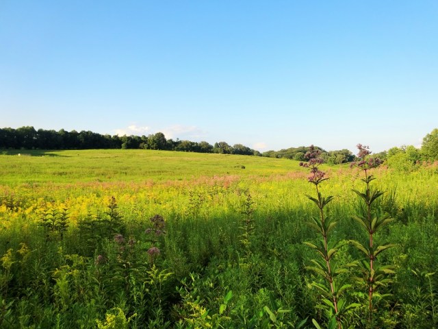 Taking a stroll through 'The Meadow'