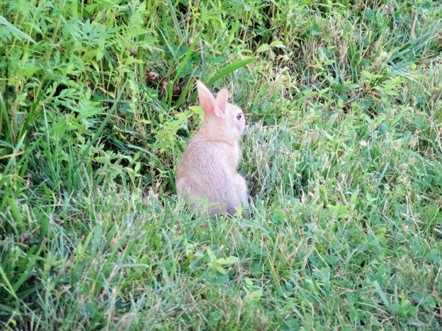 There's a Hare in there...