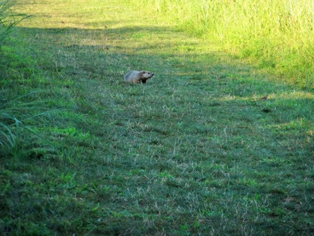 We spotted so many Groundhogs, we could have been in a Bill Murray movie!
