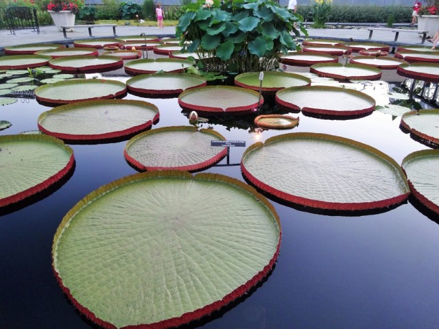 The water lilies by day...