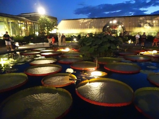 ...and by night, with flowers now in bloom!