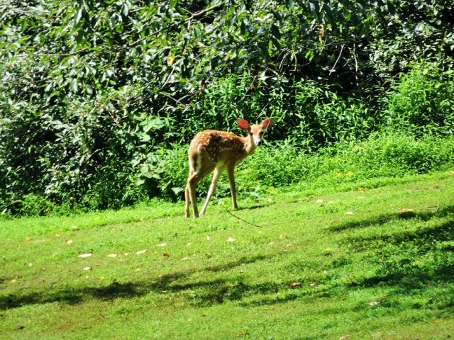 Oh Deer!? An early morning trespasser…