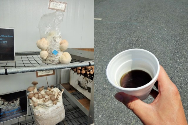 Mushrooms galore! (left) & Our first (and to date only) experience with mushroom coffee! (right)