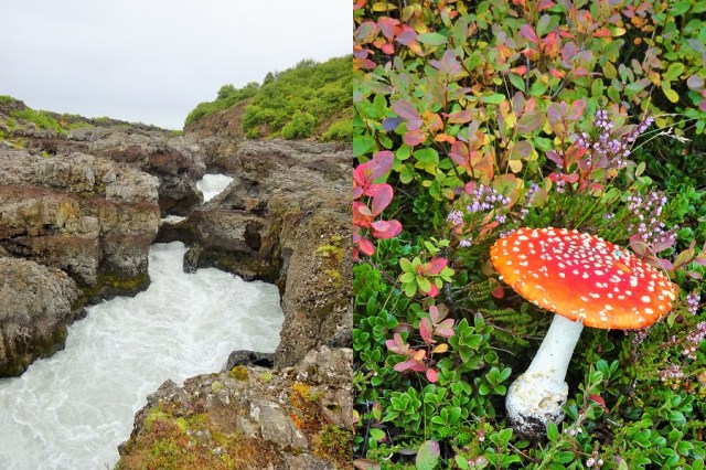 Taking in the fallen arch of Barnafoss (left) & Colourful, but probably not a wise addition to our lunch (right)
