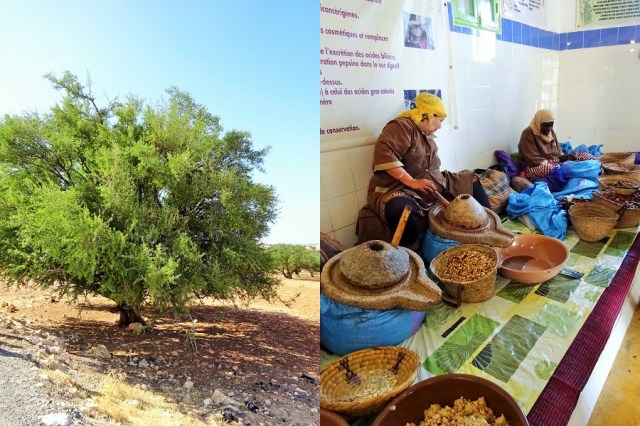 The Argania spinosa, more commonly known as the Argan tree (left) & Women grind the nut for its culinary and cosmetic uses (right)