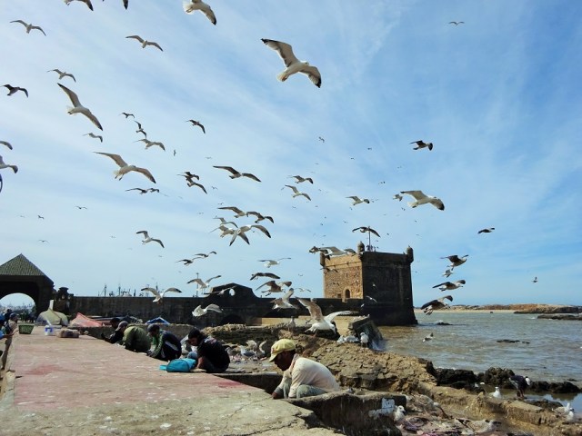 The poachers of the sky