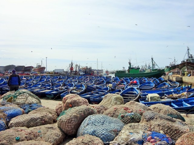 The harbour , a sea of blue
